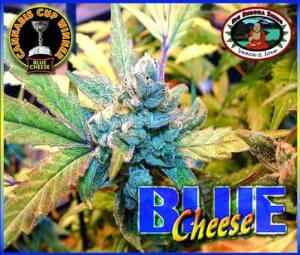 Blue Cheese de Big Buddha Seeds